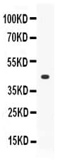 Polyclonal Rabbit anti-Human THPO / TPO / Thrombopoietin Antibody (WB)