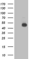 NDUFAF7 Antibody (clone OTI6F10)