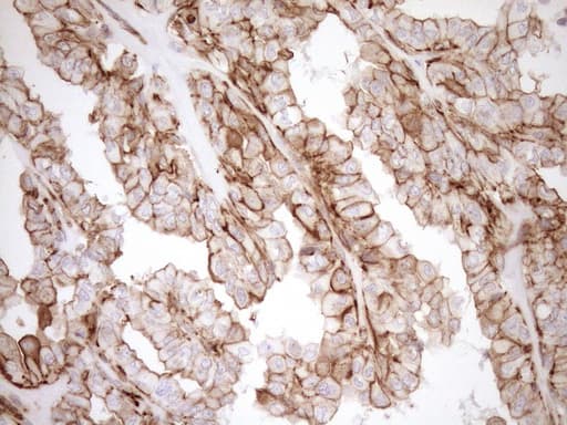 EPLIN Antibody (aa1-275, clone OTI7H8)