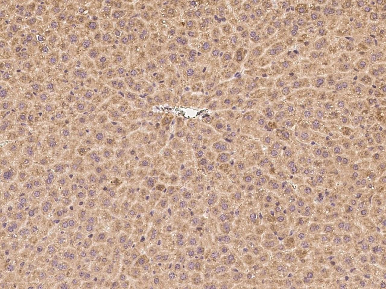 SIGIRR Antibody (Preservative Free)