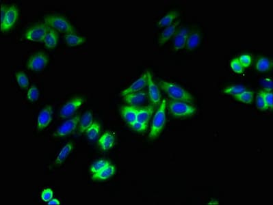 ARG99 / OLF Antibody