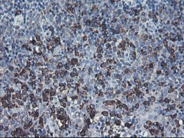 SH2D2A Antibody (clone OTI4F3)
