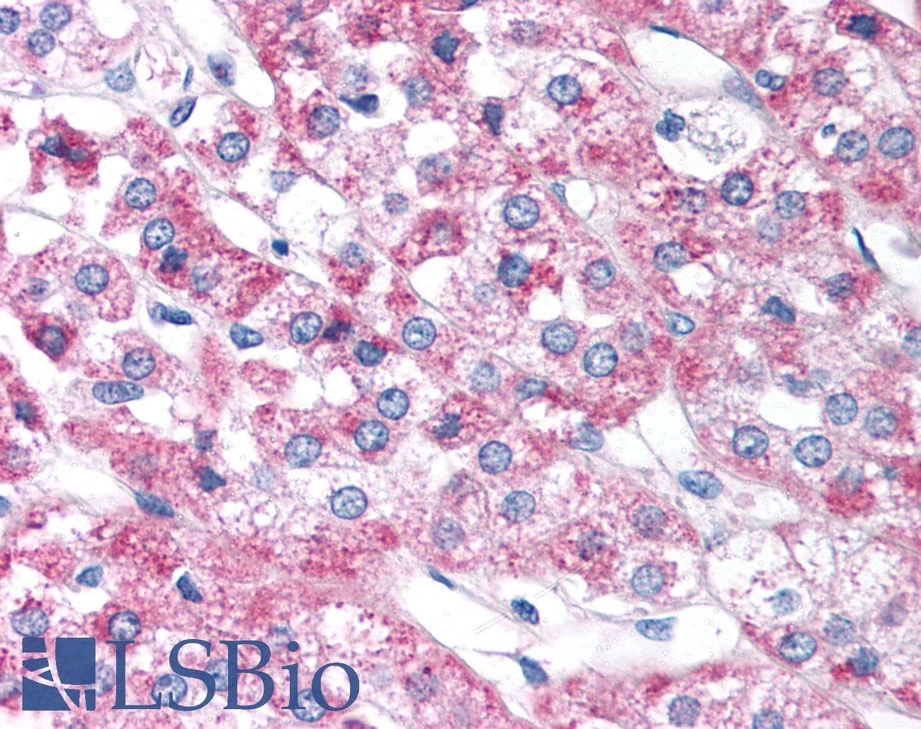 FOXD3 Antibody (aa257-306)