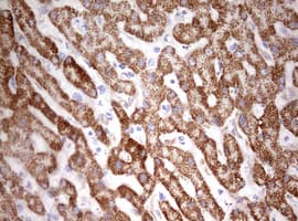 HADH Antibody (aa57-314, clone OTI3D12)