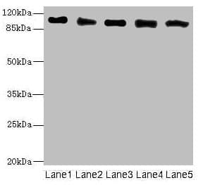 COPB2 / Beta-COP Antibody