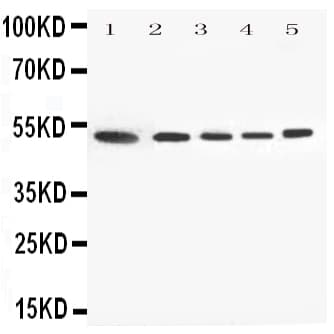 ANXA7 / Annexin VII / SNX Antibody (aa445-460)