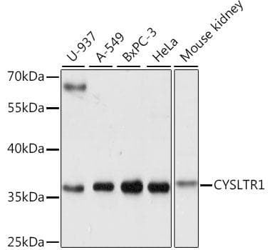 CYSLTR1 / CYSLT1 Antibody