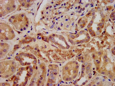 STRA6 Antibody (aa530-667)
