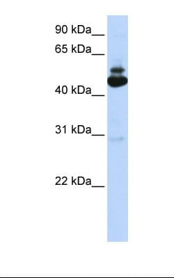 PA2G4 / EBP1 Antibody (aa301-350)