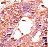 PPP5C Antibody (aa1-30)