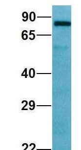 SEMA7A / Semaphorin 7A Antibody (aa520-569)