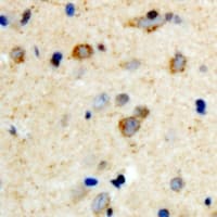 MPRG / PAQR5 Antibody (C-Terminus)
