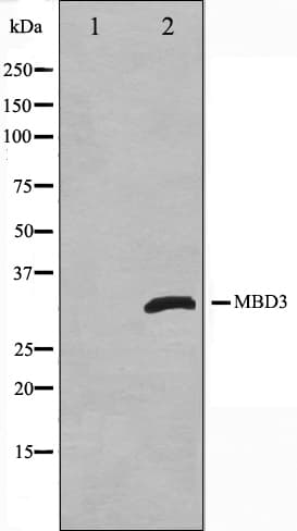 Polyclonal Rabbit anti-Human MBD3 Antibody (IF, WB)