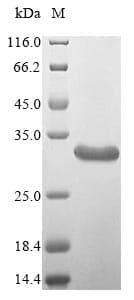 Carniolan honey bee Icarapin (Apis mellifera) Protein (Recombinant 10His, N-terminus + Myc, C-terminus)