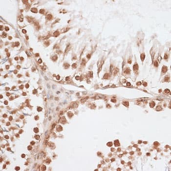 H2AFX / H2AX Antibody