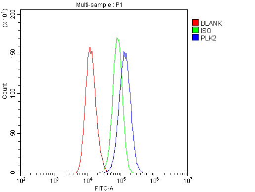 SNK / PLK2 Antibody