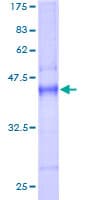 Human NXT1 Protein (Recombinant GST)