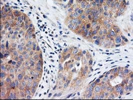 EIF2B3 Antibody (clone OTI1A4)
