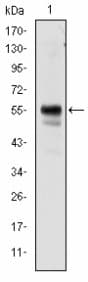 AML1 / RUNX1 Antibody (clone 2B5)