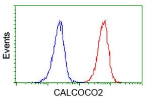 CALCOCO2 Antibody (clone OTI4H5)
