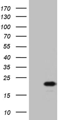 Monoclonal Mouse anti-Human IL17B Antibody (clone OTI8F7, Carrier-free, IHC, WB)