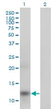 IHC-plus™ Apolipoprotein A-II Antibody (clone 4F3)