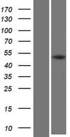 KRT32 / Keratin 32 / KRTHA2 Protein (Over-Expression Lysate Myc-DDK (Flag))