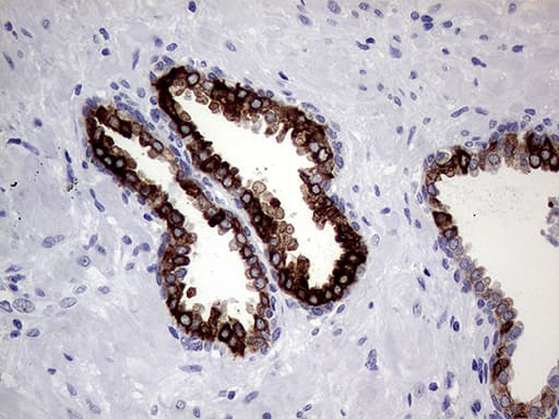 AGR2 Antibody (aa21-175, clone OTI3F2)