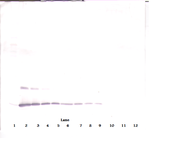 IL2 Antibody (Biotin)