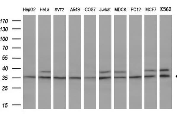 TFIIB Antibody (aa43-316, clone OTI1H10)