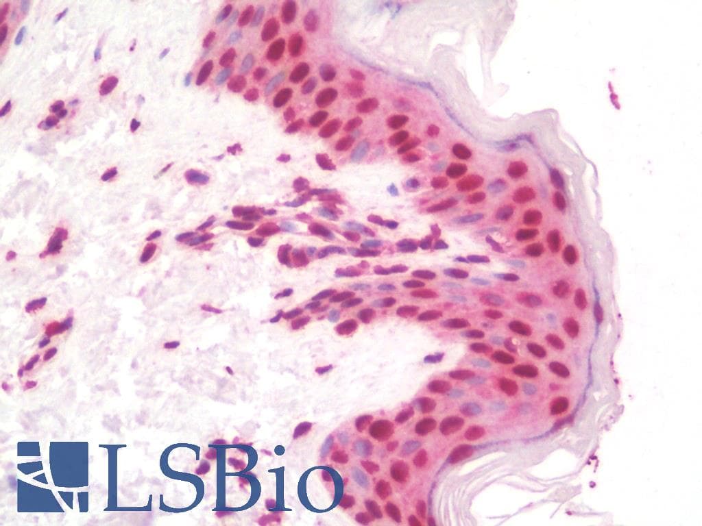 IHC-plus™ RNF20 Antibody