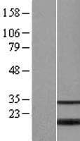 BATF2 / SARI Protein (Over-Expression Lysate Myc-DDK (Flag))