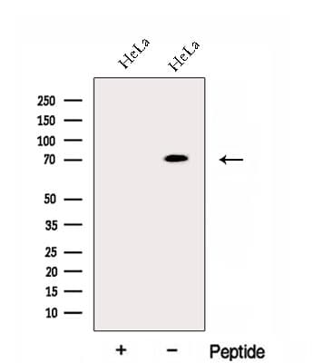 ECD Antibody