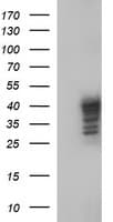 SHBG Antibody (clone OTI1D10)