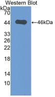 MBP Antibody