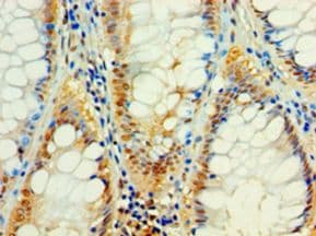 C4orf3 Antibody (aa1-44)