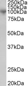 ADAM8 Antibody (aa813-824)