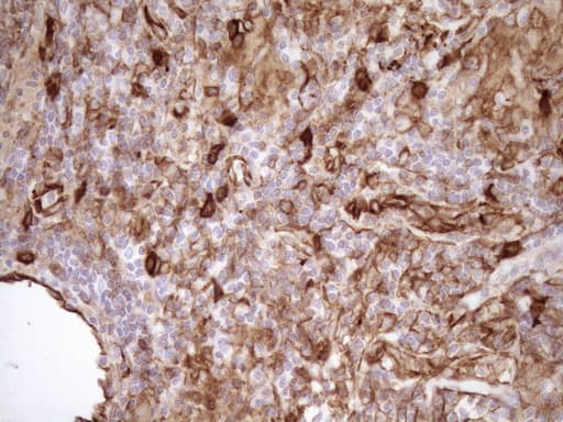 EPLIN Antibody (aa1-275, clone OTI7H5)