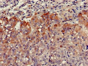 Polyclonal Rabbit anti-Human VPS29 Antibody (IHC, IF, WB)