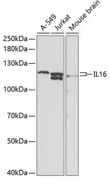 IL16 Antibody