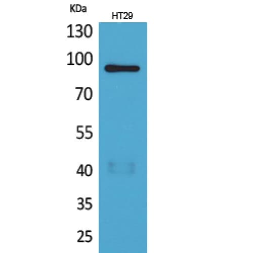 NRG2 Antibody (Internal)