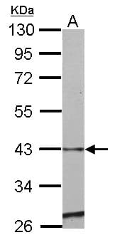 SERPINE2 / Nexin Antibody