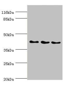 SH3GL2 Antibody
