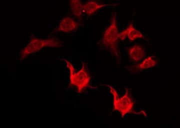 Polyclonal Rabbit anti-Human OR5I1 / OR5I Antibody (IF, WB)