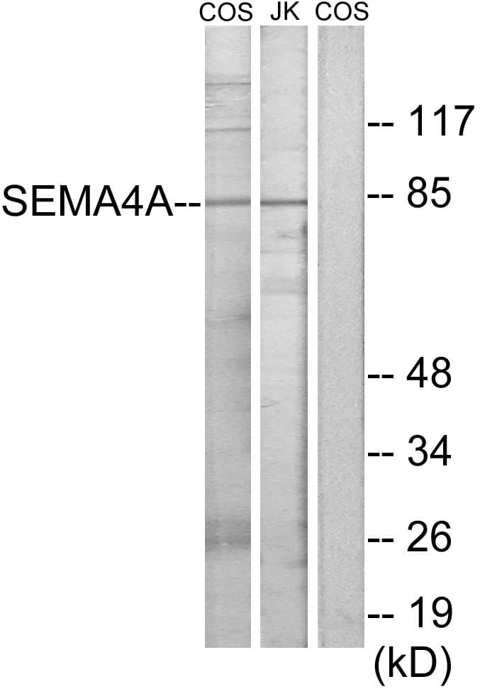 SEMA4A / Semaphorin 4A Antibody (aa501-550)