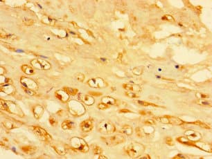 KRTAP23-1 Antibody