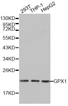 GPX1 / Glutathione Peroxidase Antibody