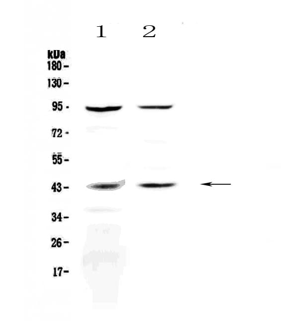 KISS1R / GPR54 Antibody