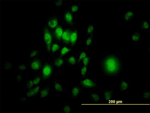 IHC-plus™ Monoclonal Mouse anti-Human SP1 Antibody (clone 4C8, IHC, IF, WB)