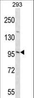 EMILIN3 Antibody (aa600-629)